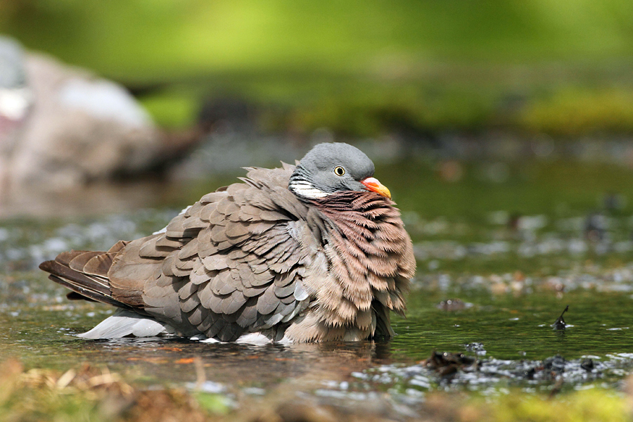 Holub hřivn&aacute;č (Columba palumbus)
